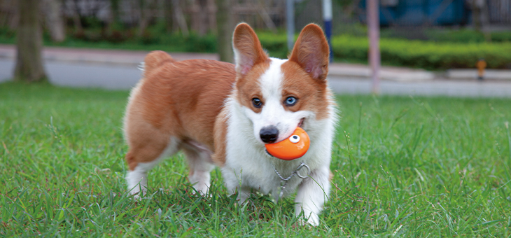 DOG TOYS