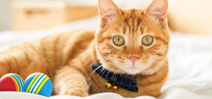 CAT TOYS